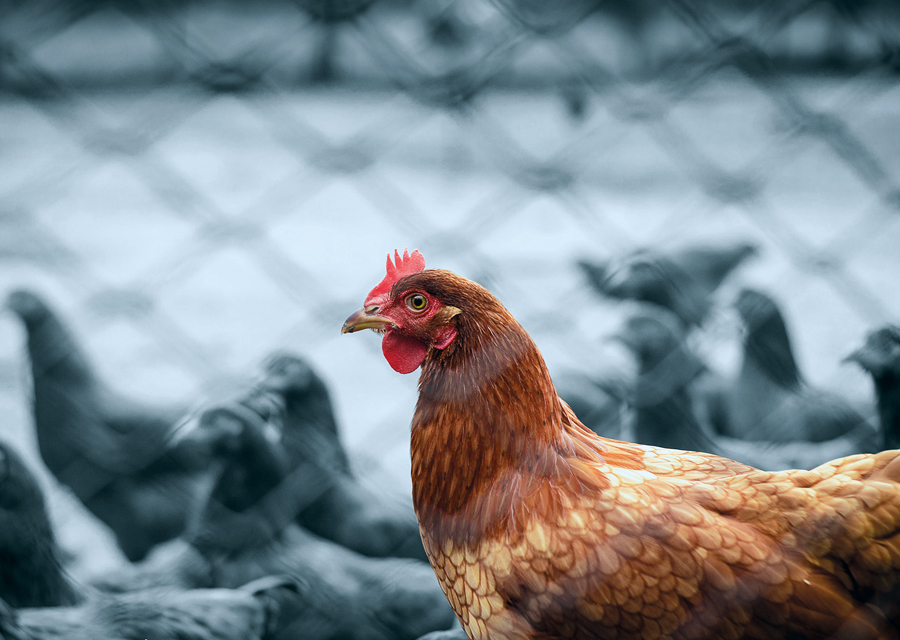 Biosicherheitsaudit Gefl Gel Denken Sie Daran Es Rechtzeitig In